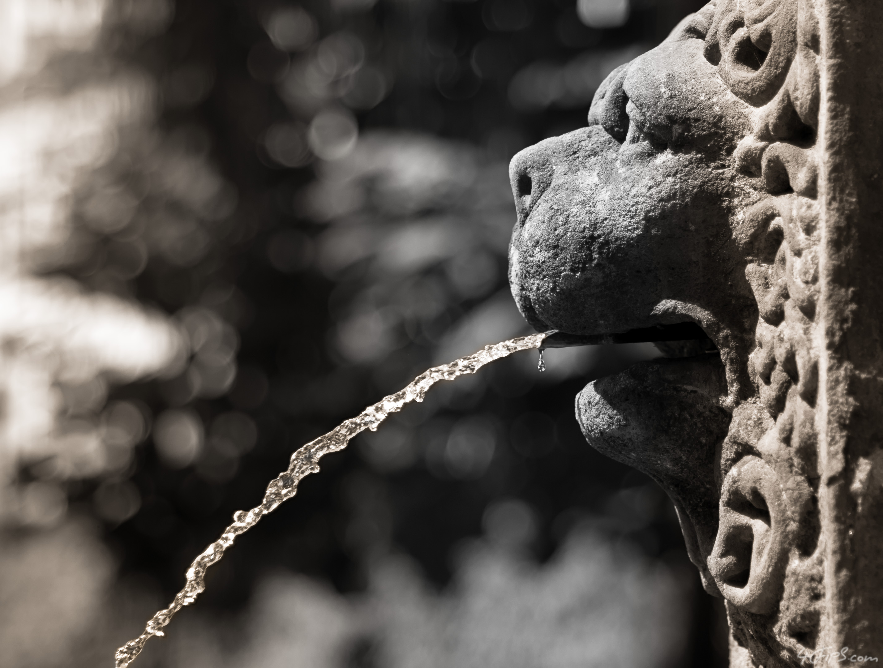 The Wall Fountain of Lion