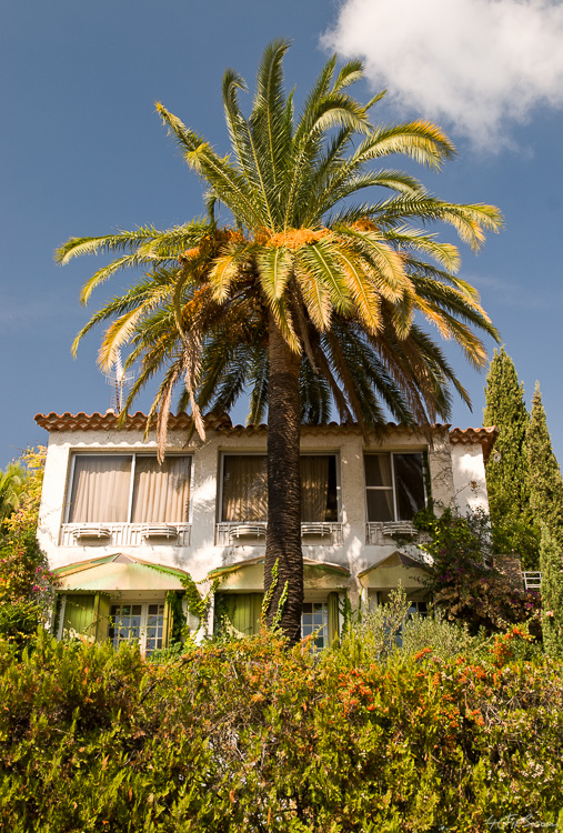 A Palm House