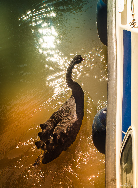 A Black Swan Chasing our Boat
