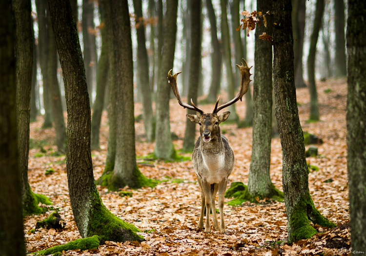 Fallow Deer near Brno