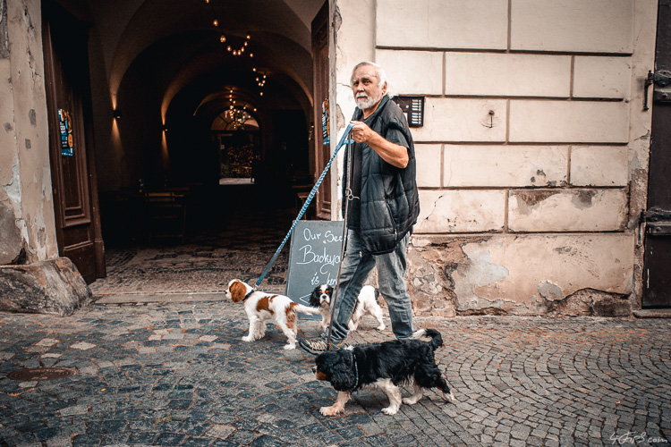 Walking the dogs, Prague