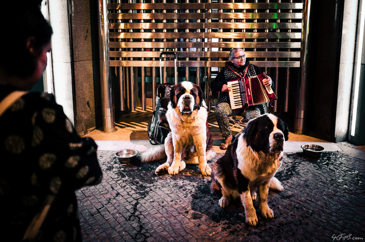 Saint Bernards, Prague